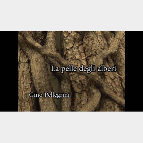 La pelle degli alberi